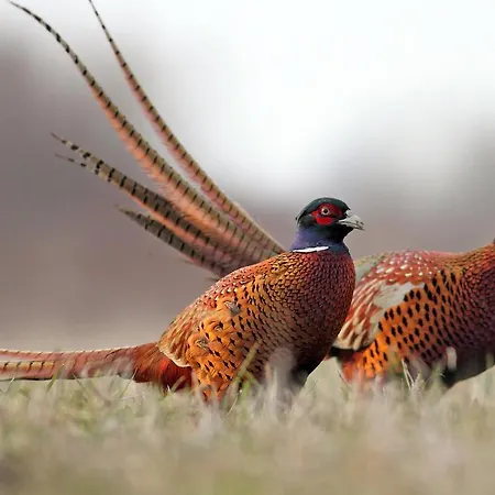 La Des Roses Hotel Aywaille