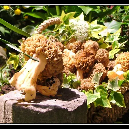 La Des Roses Aywaille