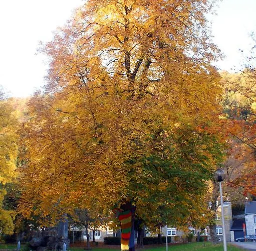 Hotel La Des Roses 3*