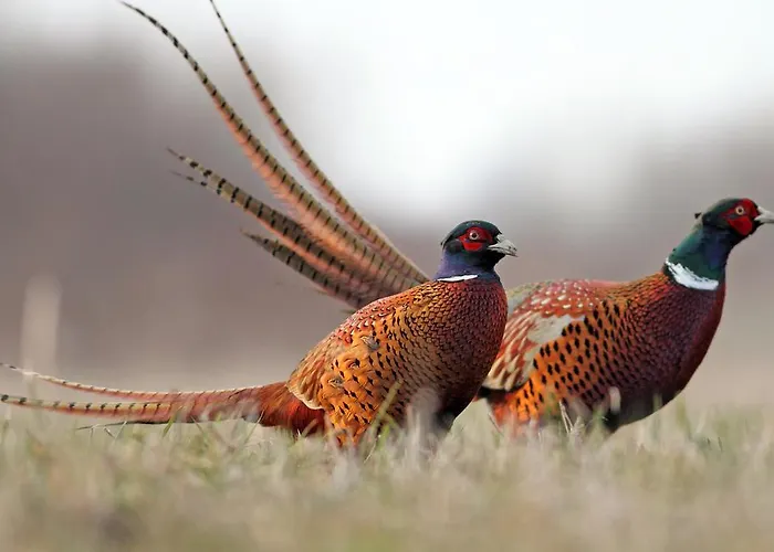 La Des Roses Hotel Aywaille