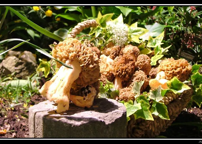 La Des Roses Aywaille